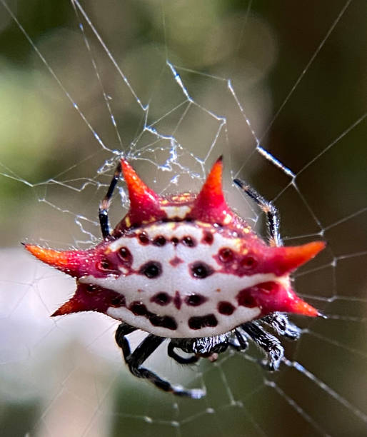 istock white red & black orb-weaver spider on a web / gasteracantha cancriformis 1304088077