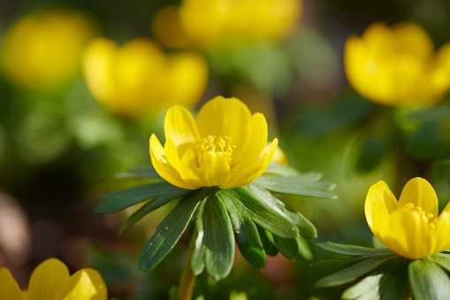 Caltha palustris, known as marsh-marigold and kingcup in Garden
