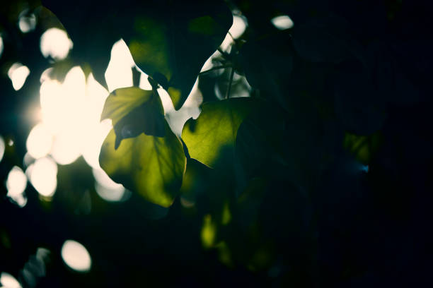 Close up of green leaves background.