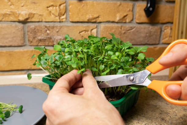 istock Man hands cut fresh microgreen radish sprouts. Raw sprouts microgreens, healthy eating. 1304089180