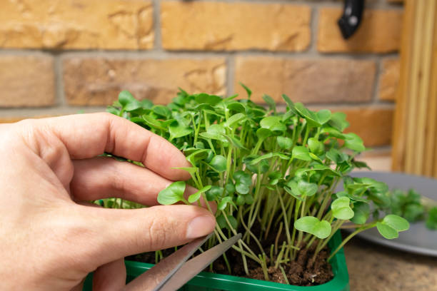 istock Man hands cut fresh microgreen radish sprouts. Raw sprouts microgreens, healthy eating. 1304089271