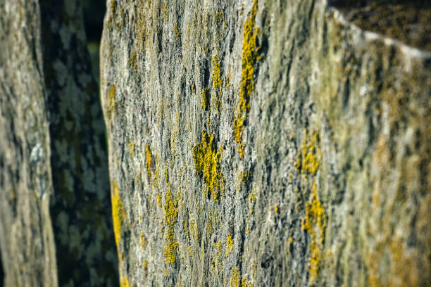Chatenay Malabry, France - February 19, 2021. Macro view of slate type stones. on the stones, mosses and lycheens are visible.