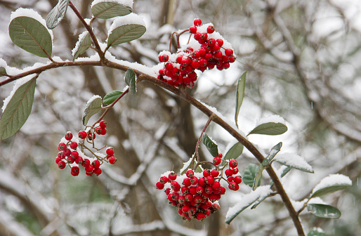Snow covered crabapples hanging in the forest, Rimy Apple Tree