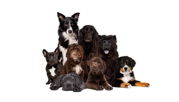 istock group of eight dogs looking at camera 1304091498