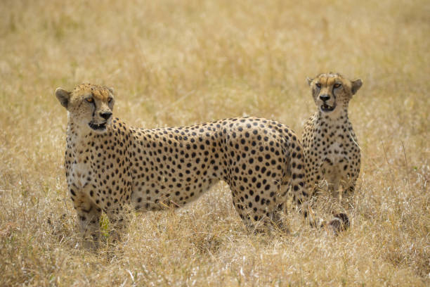 istock Cheetah in the Serengeti 1304092762