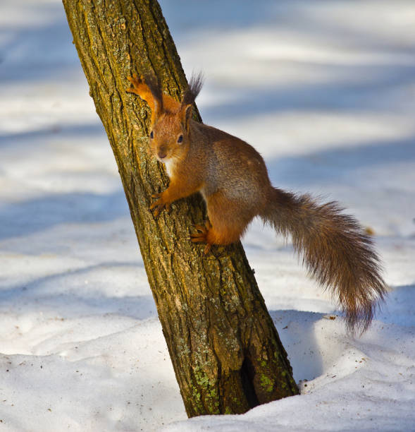 istock The squirrel communicates with the photographer. 1304093130