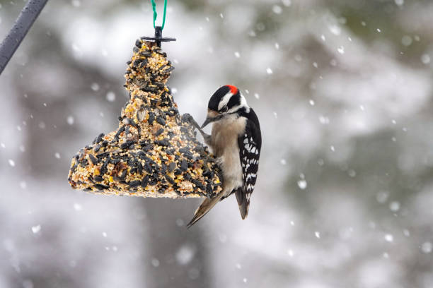 Downy woodpecker on seed bell stock photo
