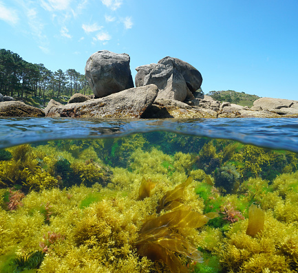 Spain Atlantic coast in Galicia, large rocks and seaweeds underwater in the ocean, split view over and under water surface, Bueu, Pontevedra province