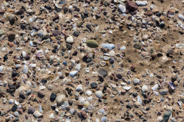 istock Small oyster shells and stones on the sand by the sea 1304093913
