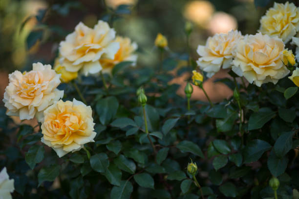 istock Yellow roses in the park on a summer day 1304093976