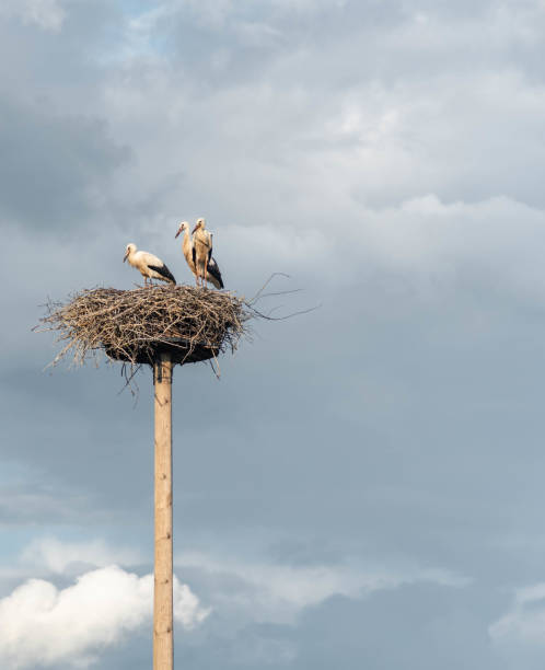 istock Three young storks in a nest on a pole. Cloudy sky on the background. 1304094250