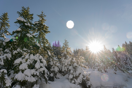 Spruce tree covered with deep snow against blue sky, Idyllic nature in winter forest.