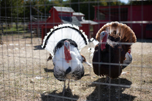 istock Turkeys in fenced in coop 1304094567