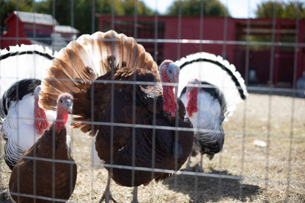 istock Turkeys in fenced in coop 1304094568