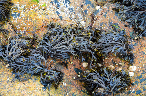 Norway, Lofoten Islands. Coastal area with northern algae. Background.