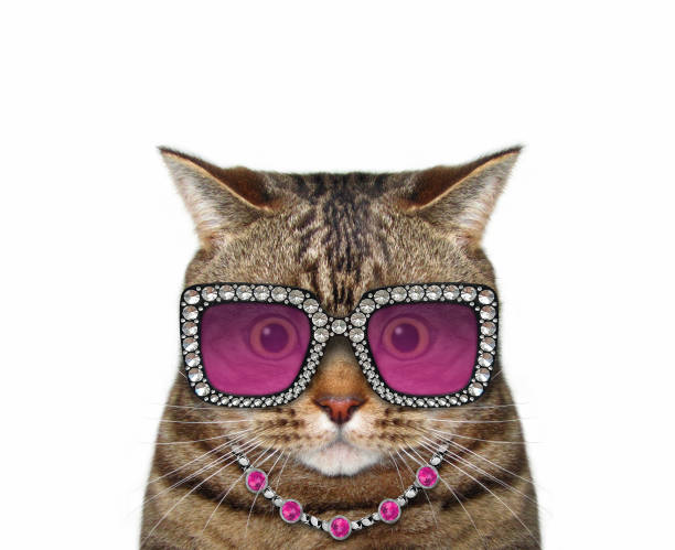 istock Cat wears stylish glasses 1304095695