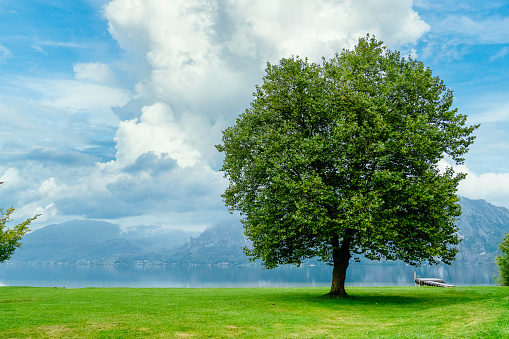 Silent morning by mountain lake - a lonely tree with a lush green crown on a green lawn. Mountains covered with clouds and blue cloudy sky are on the background.