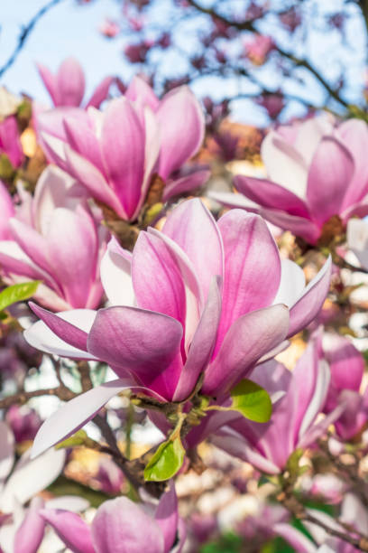 istock Blooming beautiful magnolia tree. Lovely flowers 1304096694