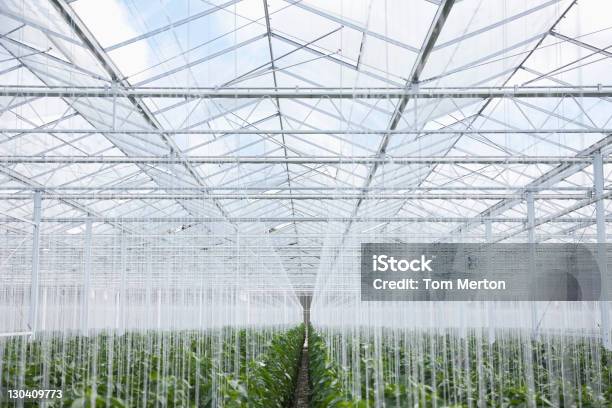 Plants Growing In Greenhouse Stock Photo - Download Image Now - Greenhouse, Indoors, Agriculture