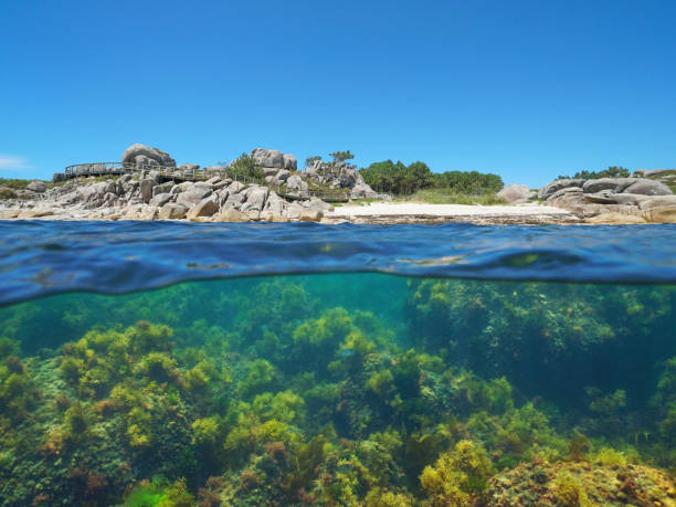istock Coast and seaweeds Atlantic ocean Spain Galicia 1304097796