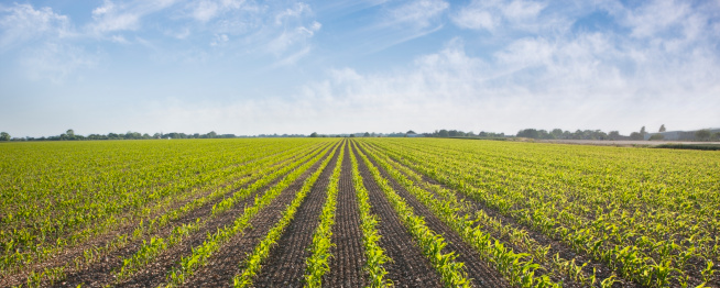 Aerial shot of cultivated soybean field from drone pov. High angle view of Glycine Max plantation in summer sunset. Diminishing perspective.