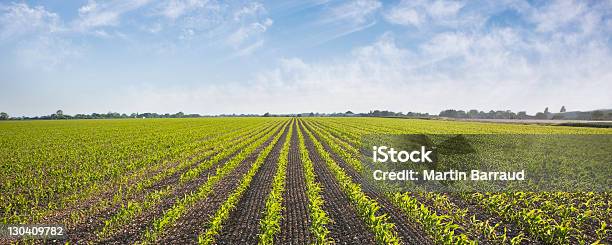 Plants Growing In Field Stock Photo - Download Image Now - Agricultural Field, Farm, Agriculture