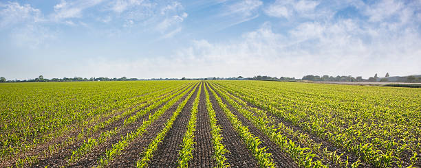 fotografii de stoc, fotografii și imagini scutite de redevențe cu plants growing in field - cultivat fotografii