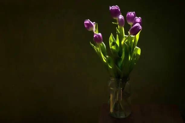 Bouquet of purple tulips in glass jar, flowers on dark background, illuminated by sunlight, indoors