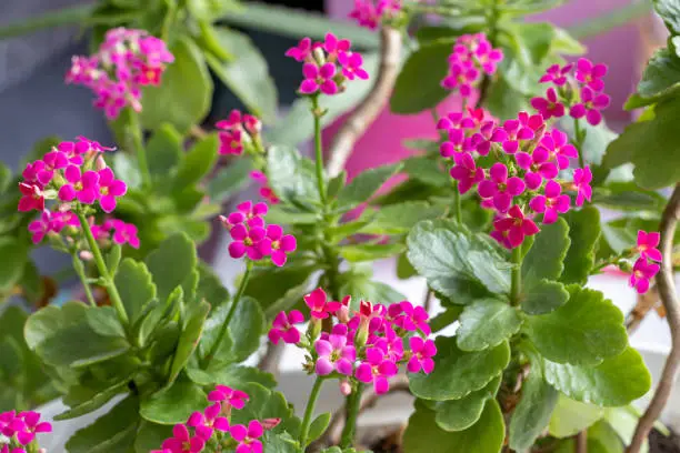 Pink flowers of a flaming Katy - Kalanchoe blossfeldiana