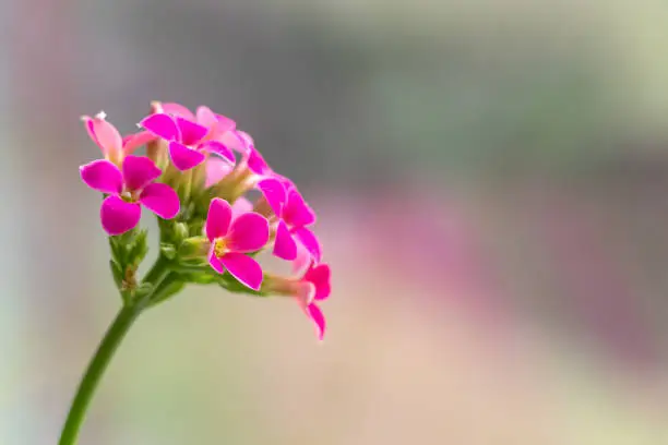 Pink flowers of a flaming Katy - Kalanchoe blossfeldiana