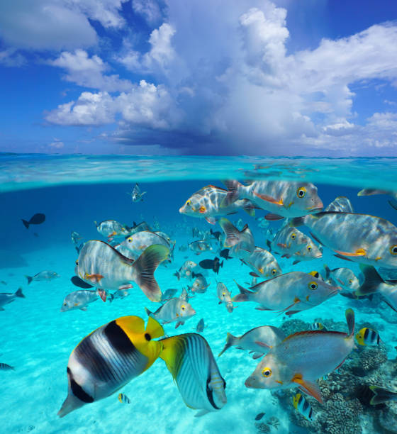 istock Cloud with tropical fish seascape over under water 1304098168
