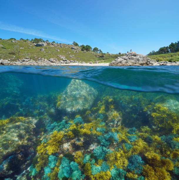 istock Coast Galicia Spain colorful algae Atlantic ocean 1304098266