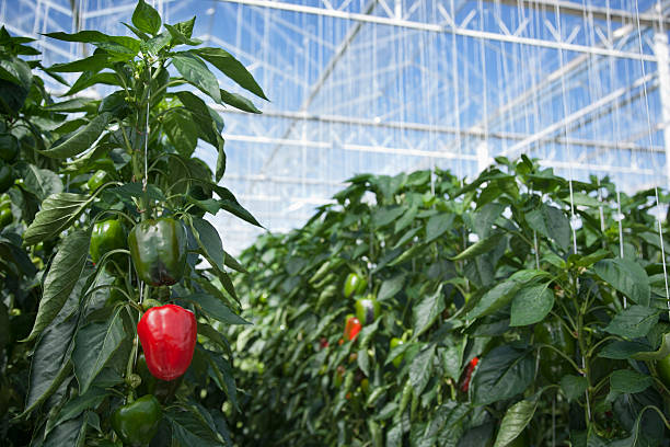 kuvapankkikuvat ja rojaltivapaat kuvat aiheesta produce growing in greenhouse - pepper plant