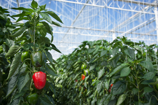 Ripe red pepper hidden on a plant. Harvesting with