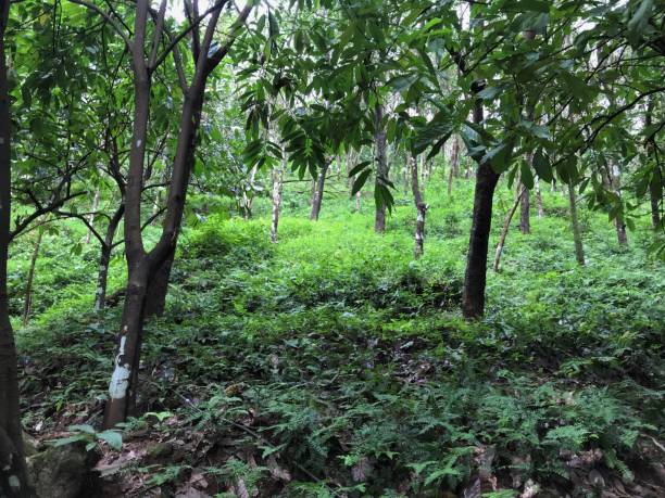 istock View of a rubber plantation 1304099261