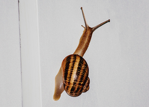 A garden snail climbing a wall during a rainy night