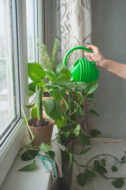 istock Home gardening. Green houseplants transplanting. Home routine. 1304101900
