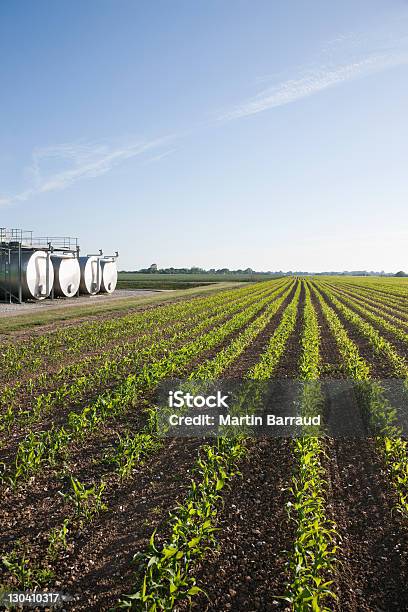 Canotte Da Campo Sotto Un Cielo Blu - Fotografie stock e altre immagini di Agricoltura - Agricoltura, Ambientazione esterna, Ambiente