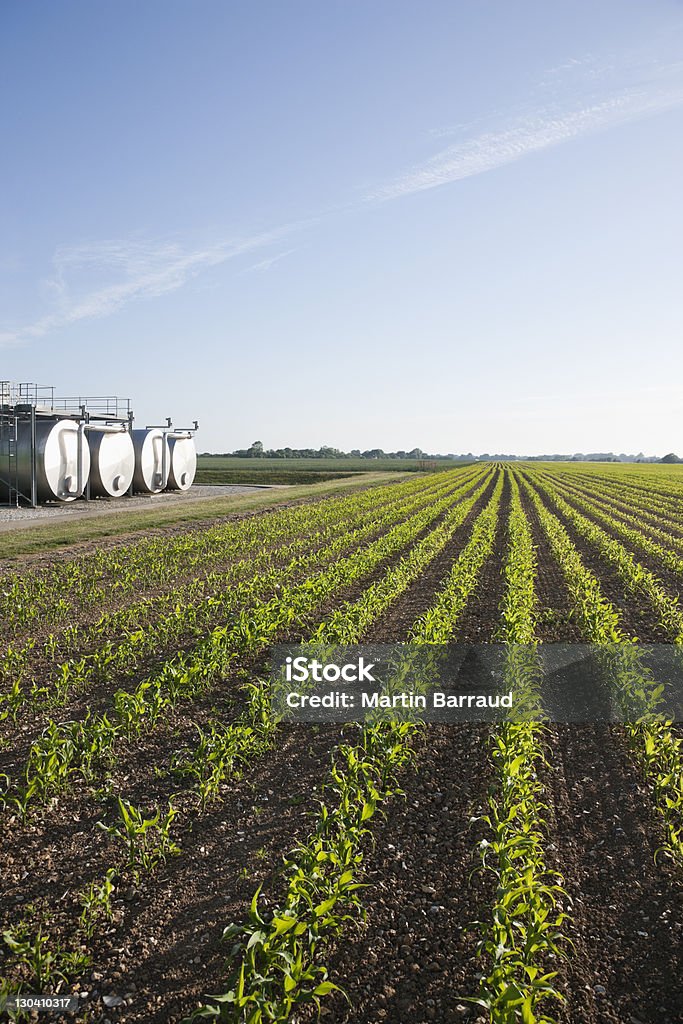 Tanques de campo sob o céu azul - Foto de stock de Agricultura royalty-free