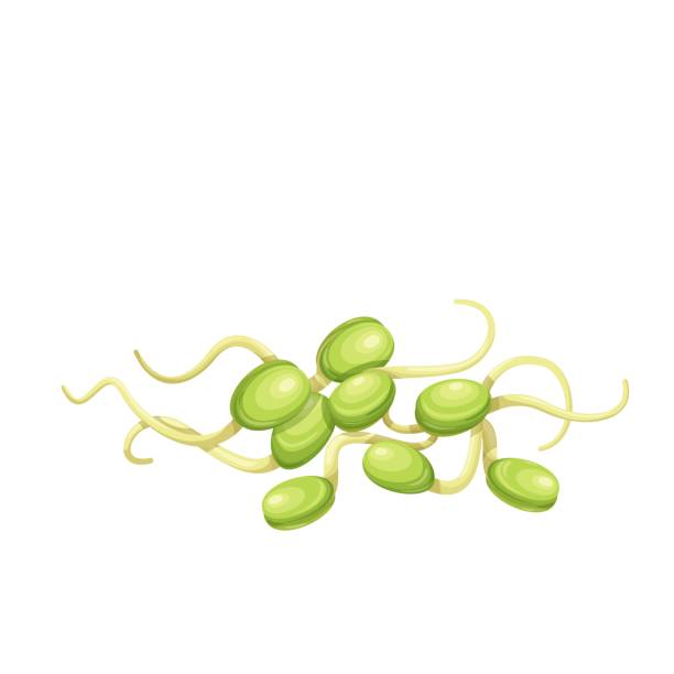 Bean sprouts, soybean sprouts Bean sprouts, soybean sprouts vector illustration. Bean Sprouts or Pea Seedlings isolated on white. mung beans stock illustrations