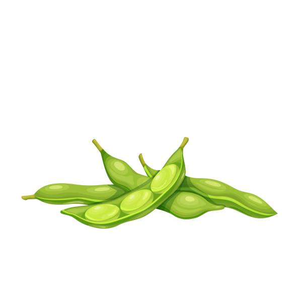 ilustrações de stock, clip art, desenhos animados e ícones de soybean pods, edamame beans - edamame