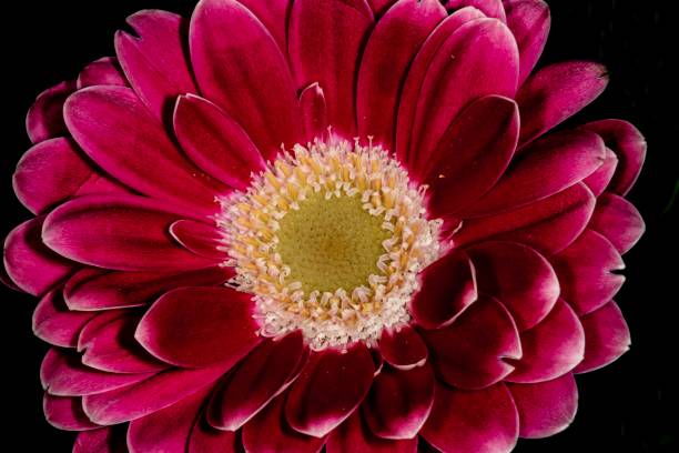 istock Hot Pink Daisy Close-Up. 1304107888