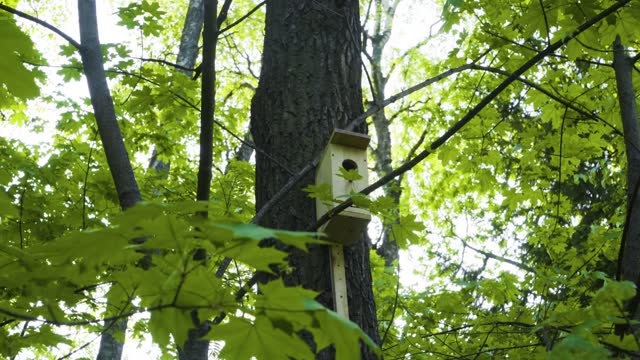 Homemade wooden birdhouse or birds and squirrels on the trunk of a spruce tree. Care for wild birds in the forests. Natural lighting summer. Floral background