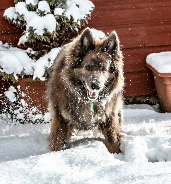 istock Fun In The Snow With A Dog. 1304109632