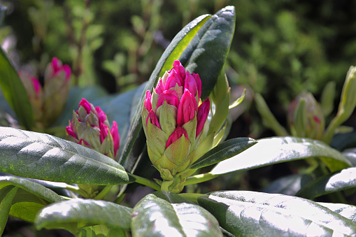 A cluster of buds on a Rhododendron shrub.