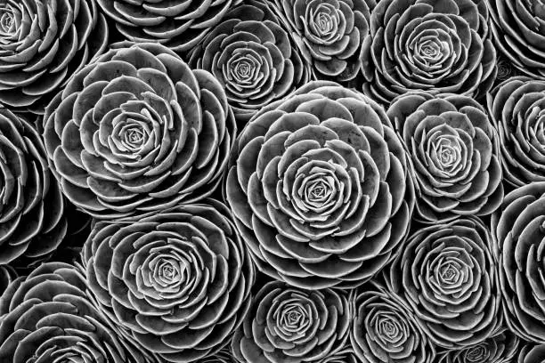 Monochrome close-up imageof a hens-and-chicks succulent (sempervivum), Crassulaceae or houseleeks