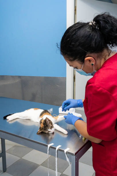 istock Veterinarian with face mask drawing blood from a cat 1304110486