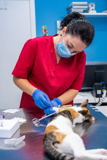 istock Veterinarian with face mask drawing blood from a cat 1304113132