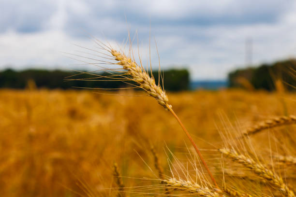 istock Lonely spike of wheat on a blurred background 1304113199