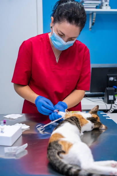 istock Veterinarian with face mask drawing blood from a cat 1304113251
